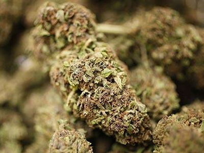 Ημαθία: Έθαψε βάζο με κάνναβη