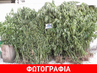 Τρίκαλα: Το ελικόπτερο της ΕΛ.ΑΣ. εντόπισε τη χασισοφυτεία