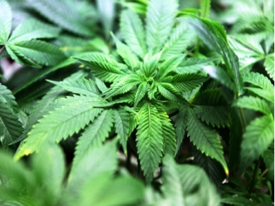 Καρπενήσι: Συλλήψεις για καλλιέργεια κάνναβης