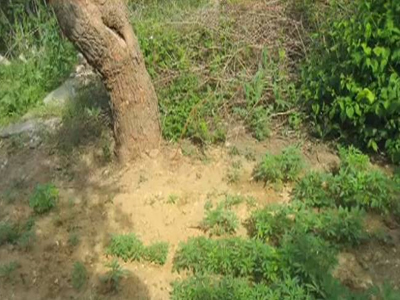 Είχε έφεση στην καλλιέργεια… κάνναβης