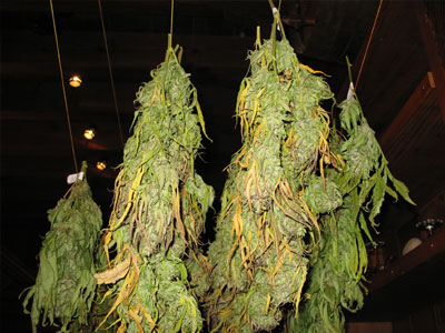 Δράμα: Είχαν αδυναμία στην κάνναβη