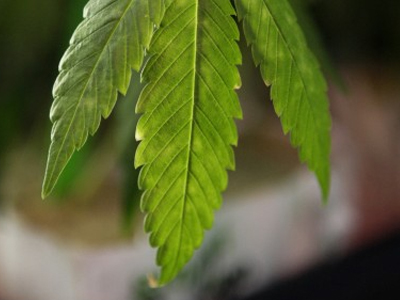 Ξάνθη: Ο σκύλος μύρισε την κάνναβη