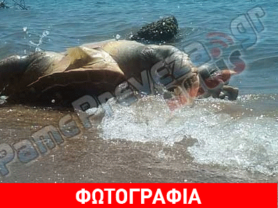 Νεκρή θαλάσσια χελώνα στον Αγ. Θωμά Πρεβέζης
