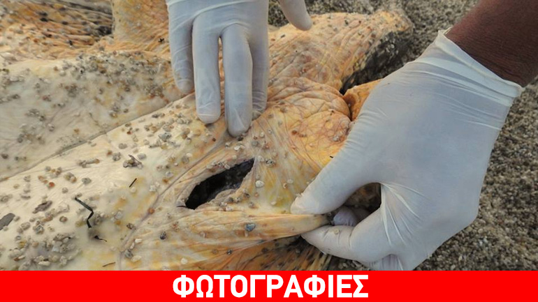 Νάξος: 10 νεκρές χελώνες Καρέτα Καρέτα το α’ εξάμηνο του 2015