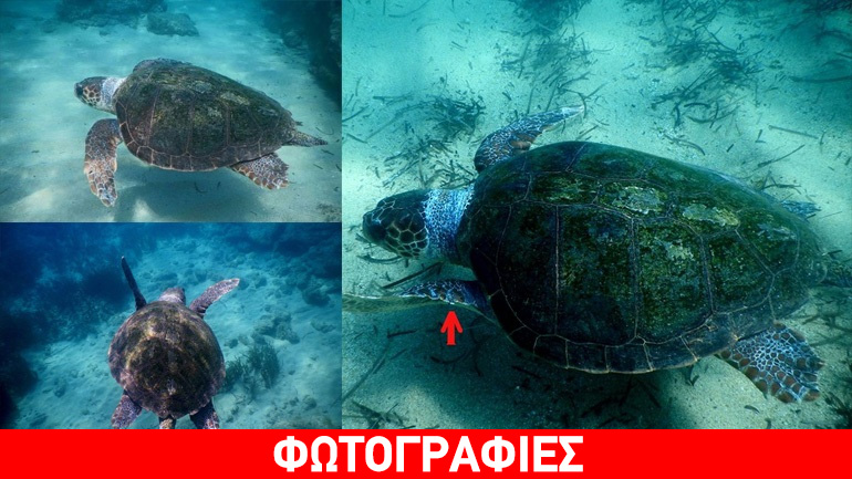 Στα νερά της Νάξου επέστρεψε η χελώνα που είχε διασωθεί