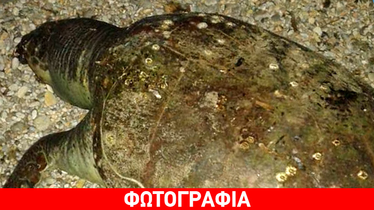 Νεκρή θαλάσσια χελώνα καρέτα καρέτα στην Κομοτηνή