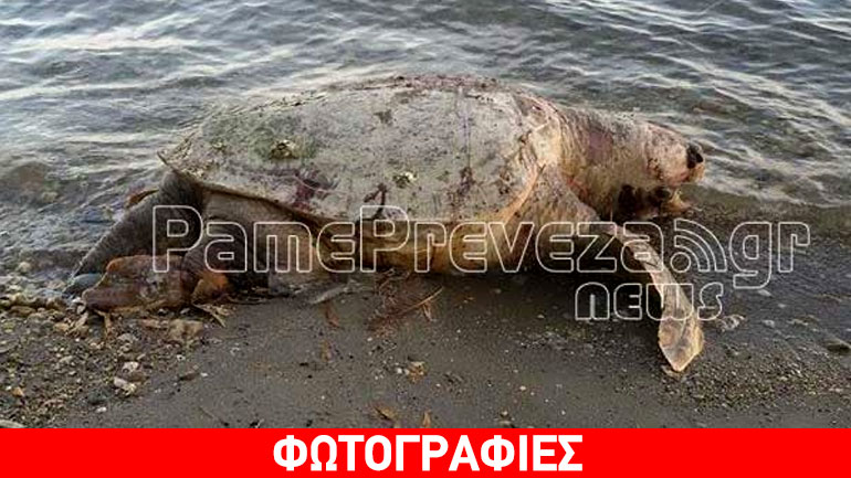 Νεκρή θαλάσσια χελώνα στην Πρέβεζα