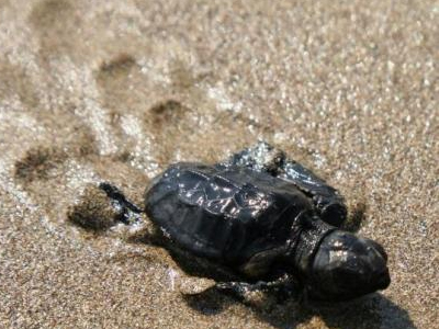 Παραπομπή της Ελλάδας στο Ευρωπαϊκό Δικαστήριο για τις θαλάσσιες χελώνες