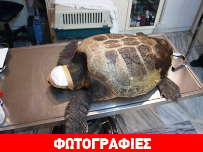 Επιχείρηση διάσωσης τραυματισμένης χελώνας στην Ξάνθη