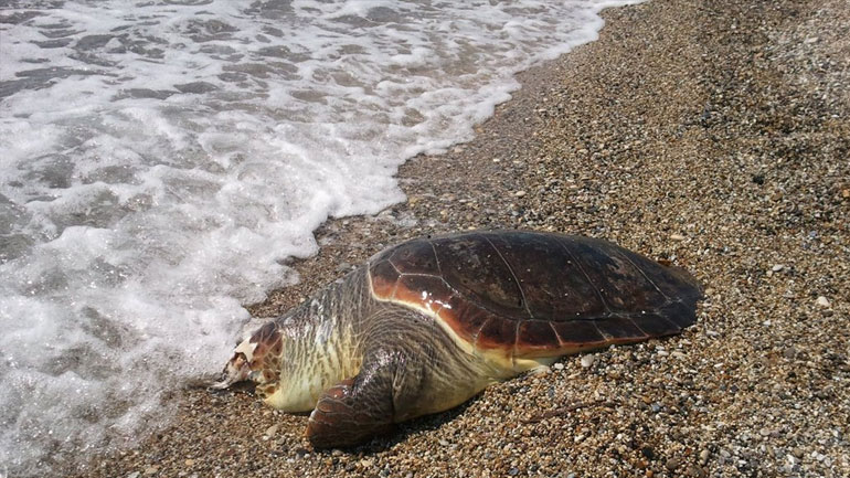 Βόλος: Νεκρή καρέτα – καρέτα στη Ν. Αγχίαλο