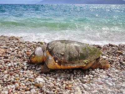 Πρέβεζα: Μετέφεραν με το… ΚΤΕΛ τραυματισμένη χελώνα Καρέτα Καρέτα