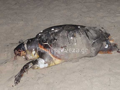 Πρέβεζα: Νεκρή χελώνα Καρέτα Καρέτα στη Δροσιά