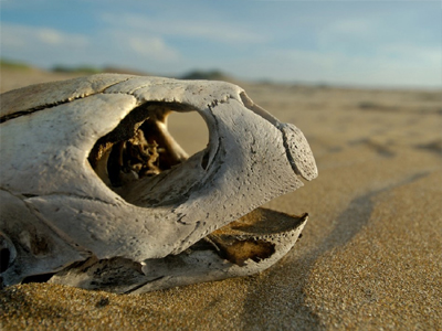 Εντοπισμός νεκρών θαλάσσιων χελωνών και κητών τον μήνα Μάρτιο