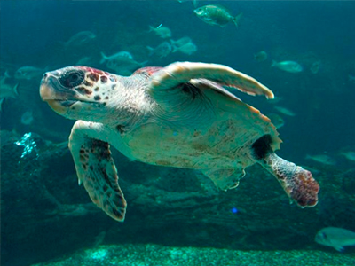 Νεκρή Καρέτα – Καρέτα στην Κυανή Ακτή Καλυβών