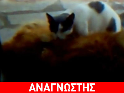 Γάτα… μασέρ χαρίζει απόλαυση σε σκύλο!