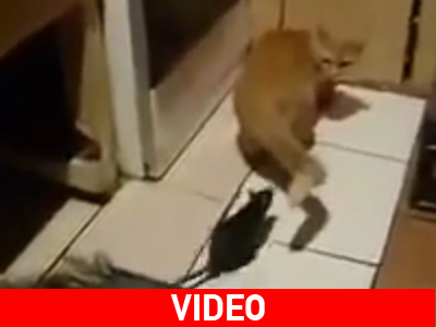 Ποντίκι επιτίθεται σε γάτα!