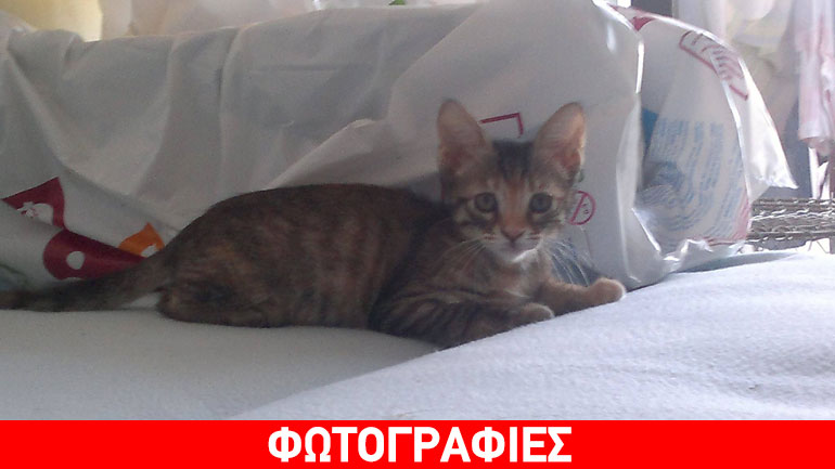 Χαρίζεται η Τιγρούλα!