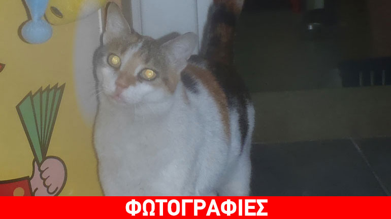 Γκύζη: Βρέθηκε και χαρίζεται πανέμορφη γατούλα!