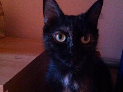 Πάτρα: Χάθηκε η Μίνη