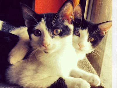 Χαρίζονται αξιολάτρευτοι γατούληδες!