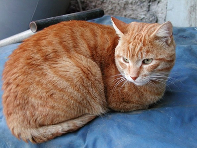 Αιδηψός: 55χρονος κακοποίησε βάναυσα μία γάτα και συνελήφθη!