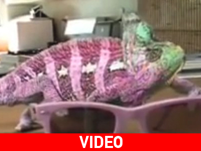 Οι εκπληκτικές αλλαγές χρωμάτων του χαμαιλέοντα!