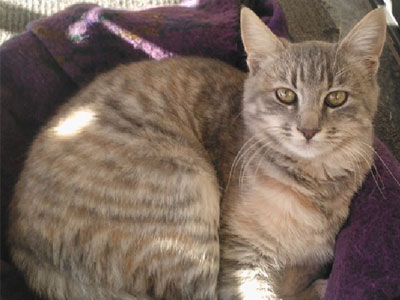 Χάθηκε η Χάρμα