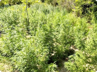 Καταστροφή 5.000 δενδρυλλίων ινδικής κάνναβης