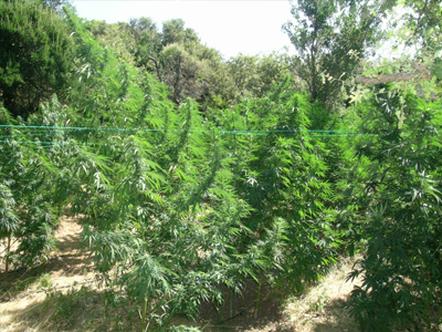 Κρήτη: Φυτεία κάνναβης με… αυτόματο πότισμα