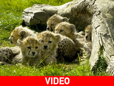 Νέες… αφίξεις σε Ζωολογικό Κήπο της Βρετανίας