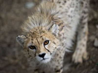 Ινδία: Όνειρο απατηλό η επανεμφάνιση του τσιτάχ