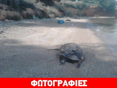 Εντοπισμός αποκεφαλισμένης χελώνας στη Σαλαμίνα