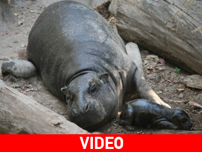 Γεννητούρια σε ζωολογικό κήπο της Χιλής