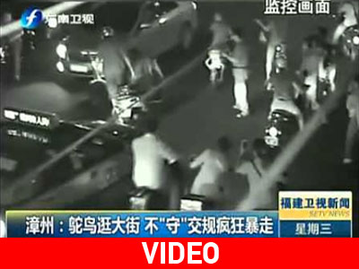 Η στρουθοκάμηλος το ‘σκασε!