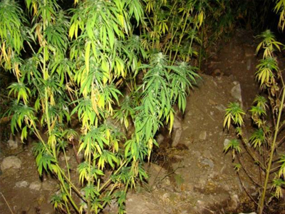 Είχε αδυναμία στην… κάνναβη