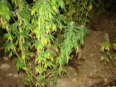 Είχε αδυναμία στην… αυλή του