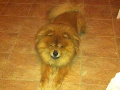 Βοηθήστε να γυρίσει πίσω στο σπίτι