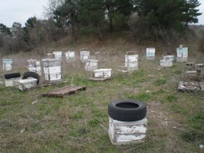 Έκλεψαν κυψέλες στην Εύβοια