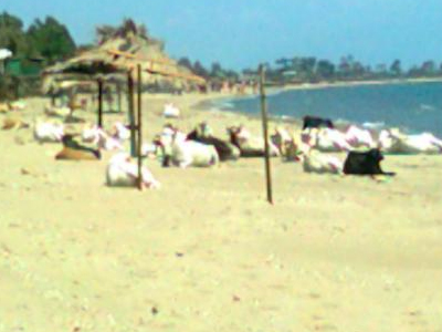 Οι αγελάδες κατέβηκαν στην παραλία!