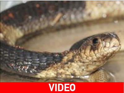 Βρέθηκε η κόμπρα του Μπρόνξ