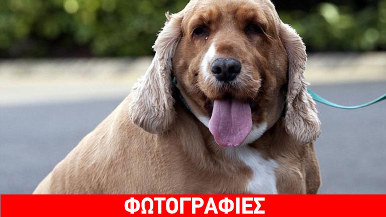 Πόσο ζυγίζει το πιο στρουμπουλό κουτάβι του κόσμου;