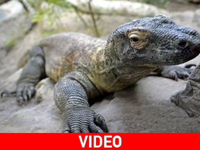 Έκλεψαν δράκους από ζωολογικό κήπο της Ινδονησίας