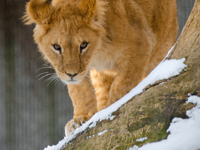 Κοπεγχάγη: Έκαναν ευθανασία σε δύο λιονταράκια