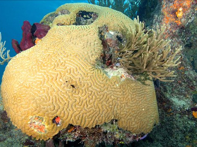 S.O.S. για τους κοραλλιογενείς υφάλους