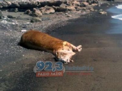 Το κύμα έφερε… αγελάδα