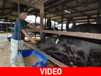 Νέα απαγόρευση στη μεταφορά βοδινού στην Ιαπωνία