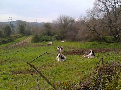 Αγελάδες έπεσαν σε… βόθρο!