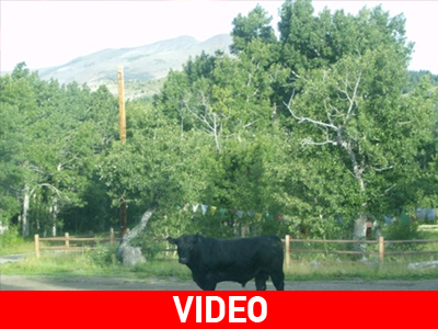 Οι αγελάδες…το έσκασαν