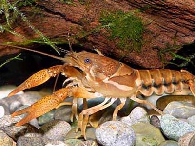 Απαγόρευση καραβίδας στην Ήπειρο