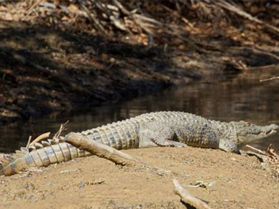 Κυνηγώντας τον Σήφη…